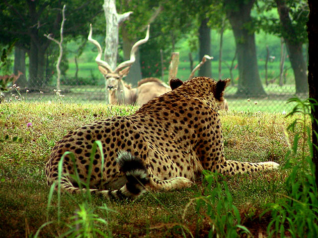 CheetahLunchWeb.jpg