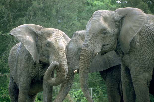 Elephants3HeadsWeb.jpg