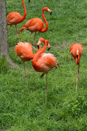 Flamingos_9324-Web.jpg