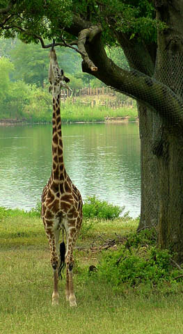 GiraffeLicksLeavesWeb.jpg