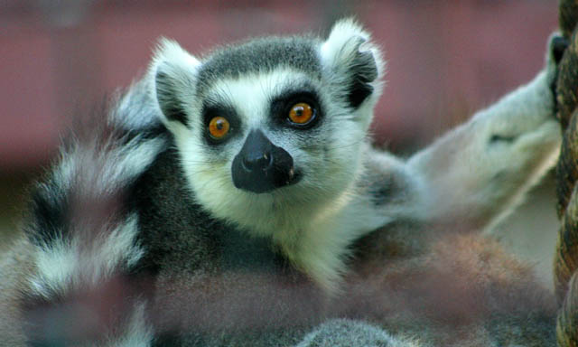 Lemur2Web.jpg