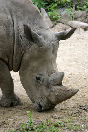Rhino_9307-Web.jpg